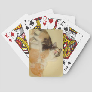 Meow Cats 5 Spielkarten