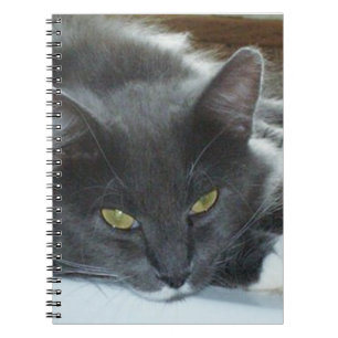 Meow Cats 8 Notebook Notizblock