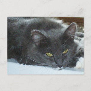 Meow Cats 8 Postkarte