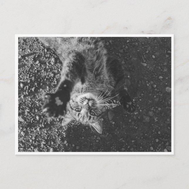 Meow Postkarte (Vorderseite)