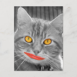 Meow Postkarte