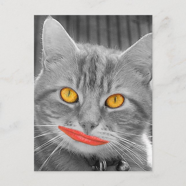 Meow Postkarte (Vorderseite)
