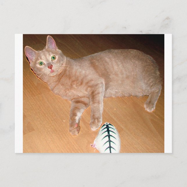 MEOW POSTKARTE (Vorderseite)