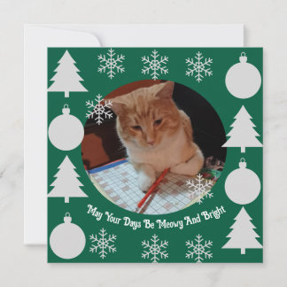 Meowy und hell, Katzenfoto, Weihnachten