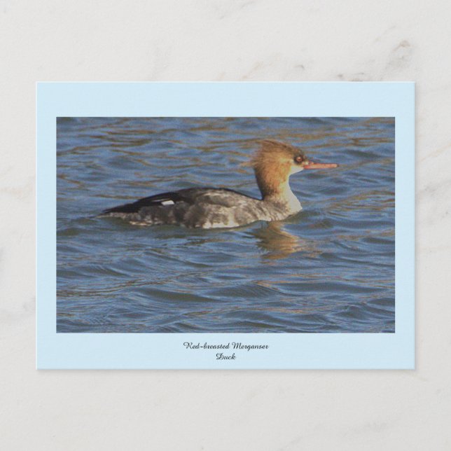 Merganser Ente Postkarte (Vorderseite)