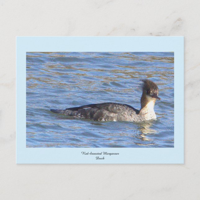 Merganser Ente Postkarte (Vorderseite)