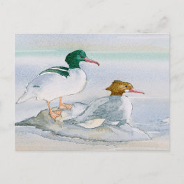 Merganser Goosander Bird Duck Postcard Postkarte