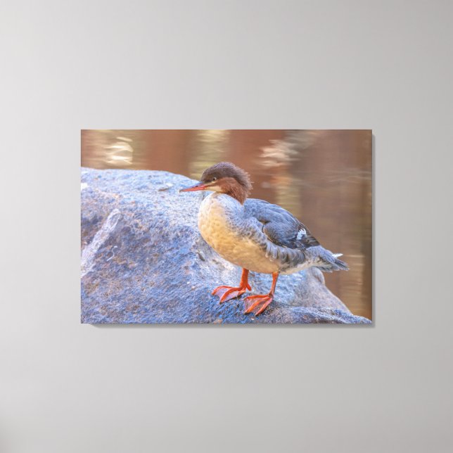 Merganser Leinwanddruck (Vorderseite)