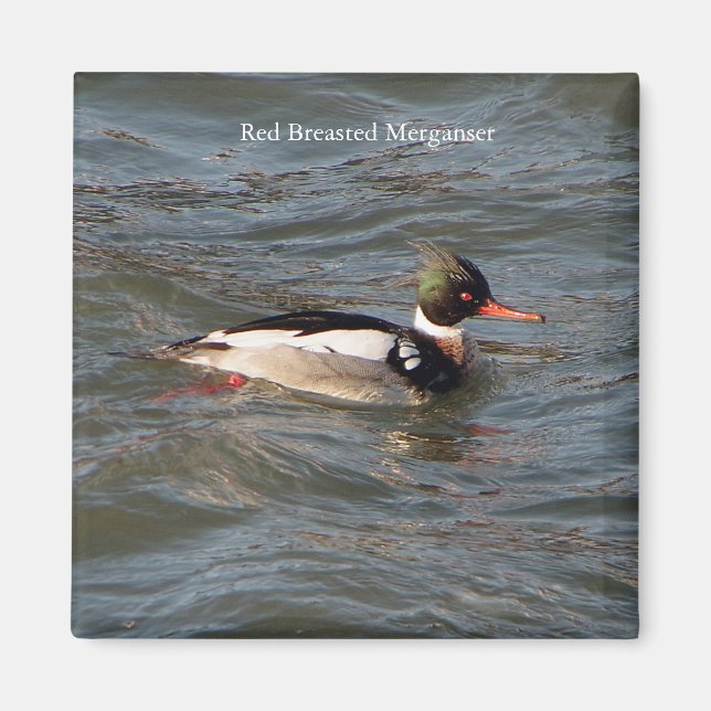 Merganser-Magnet Magnet (Vorne)