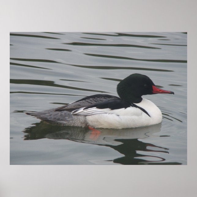 Merganser-Männchen-Poster Poster (Vorne)