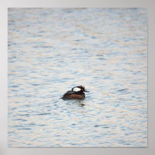 Merganser-Poster Poster
