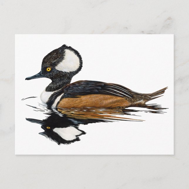 Merganser Postkarte (Vorderseite)