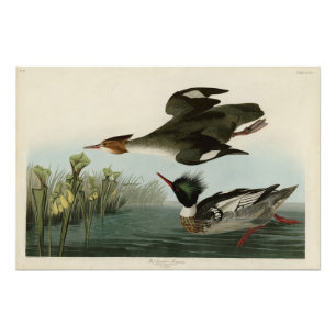 Merganser, Rotbrüste, Audubons Vögel von Amerika Fotodruck