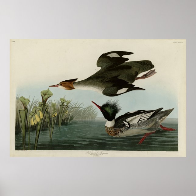 Merganser, Rotbrüste, Audubons Vögel von Amerika Poster (Vorne)