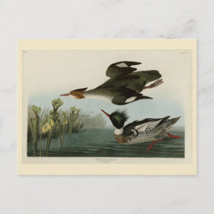 Merganser, Rotbrüste, Audubons Vögel von Amerika Postkarte