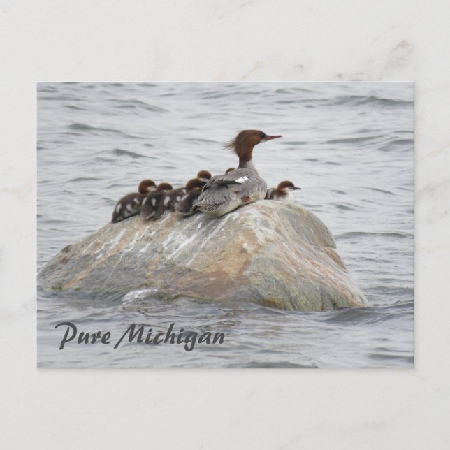 Merganser und Küken, Postkarte Nord-Michigan (Vorderseite)