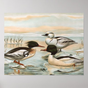 Mergansers-Vintage Vogel-Illustration Poster