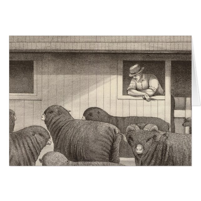 Merino-Schafe (Vorderseite (Horizontal))