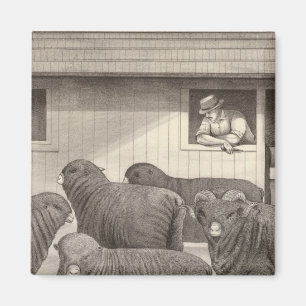 Merino-Schafe Magnet