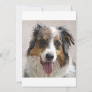 merle aussie