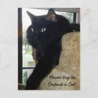 Merlin, das Cat-Zitat