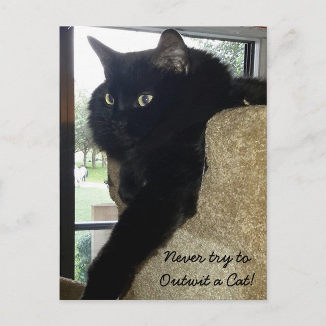 Merlin, das Cat-Zitat Postkarte (Vorderseite)