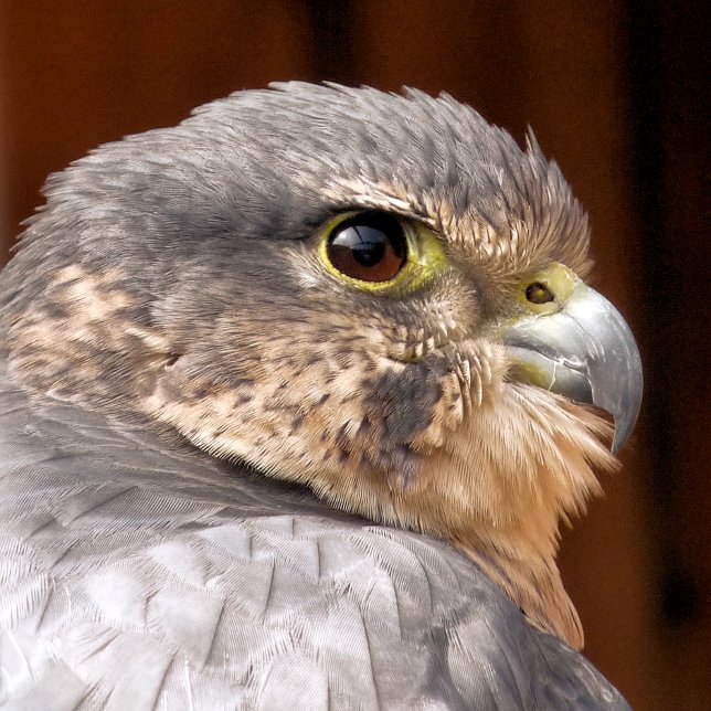MERLIN FALCON BIRD OF PREY ADRESSAUFKLEBER (Von Creator hochgeladen)