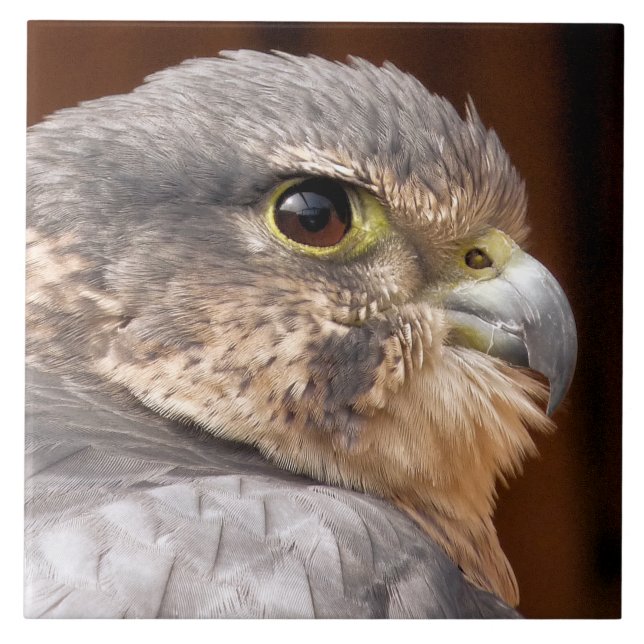 MERLIN FALCON BIRD OF PREY FLIESE (Vorderseite)
