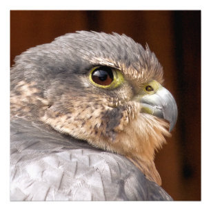 MERLIN FALCON BIRD OF PREY FOTODRUCK