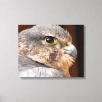MERLIN FALCON BIRD OF PREY