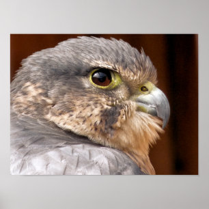 MERLIN FALCON BIRD OF PREY POSTER
