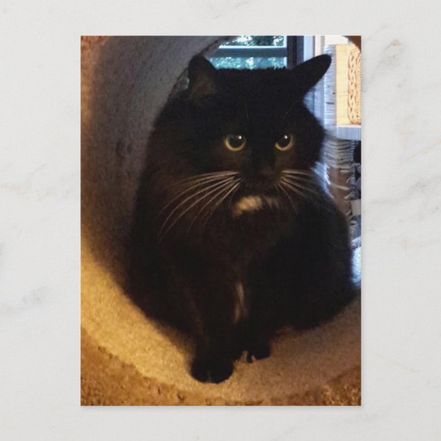 Merlin in der Tunnel-Postkarte Postkarte (Vorderseite)