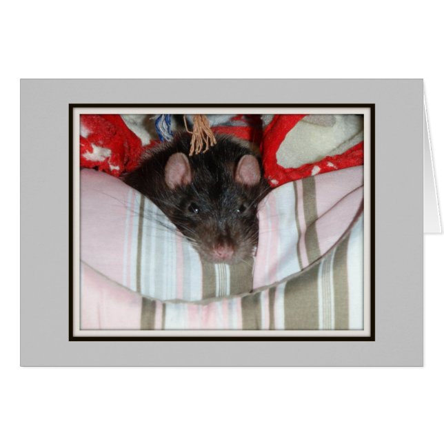 Merlin Lazy (Vorderseite (Horizontal))