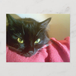 Merlin the Cat Postcard Postkarte