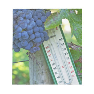 Merlot-Trauben im Chateau la Grave Figeac, einem Notizblock