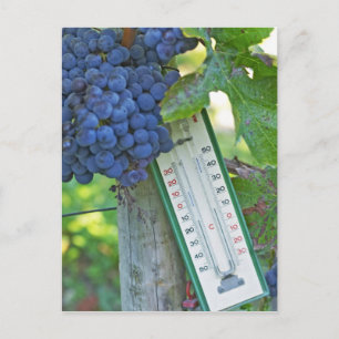 Merlot Trauben im Chateau la Grave Figeac, Postkarte