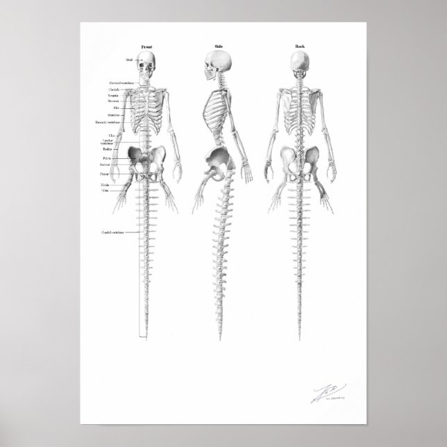 Mermaid Skeleton Poster (Vorne)