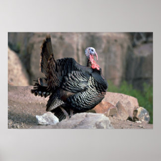 Merriams Wildtruthahn, Gobbler-Strumpfhose Poster