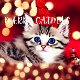 Merry Catmas Purfect Weihnachtsweihnachtsfest Stru Kleiner Weihnachtsstrumpf