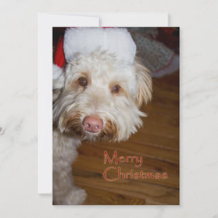 Merry Christmas A Labradoodle Feiertagskarte