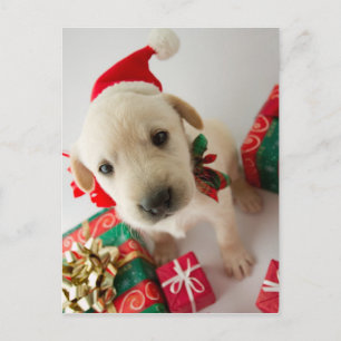 Merry Christmas - cute labrador puppy Feiertagspostkarte