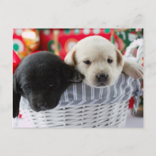 Merry Christmas - cute puppies in a gift Feiertagspostkarte