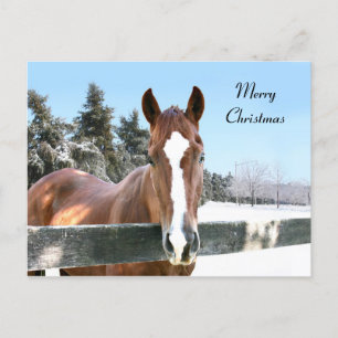 Merry Christmas horse Feiertagspostkarte