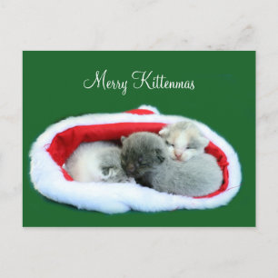 Merry Kittenmas Feiertagspostkarte