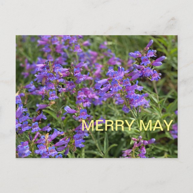 Merry May Postkarte (Vorderseite)