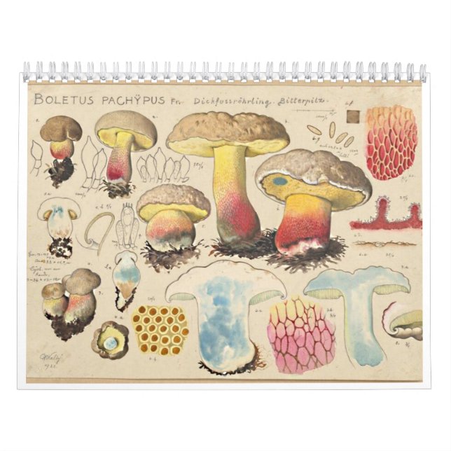 MERRY MUSHROOMS-Kalender Kalender (Titelbild)
