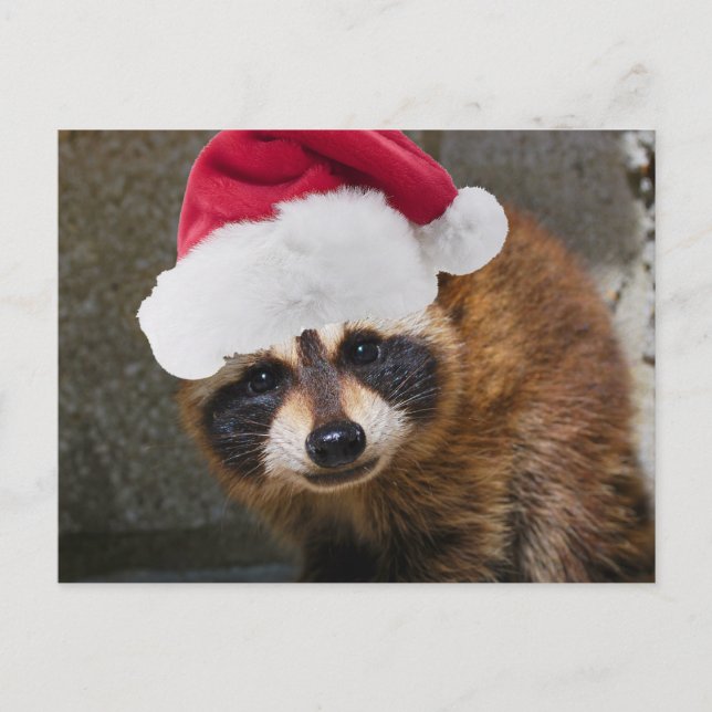Merry Raccoon Christmas Feiertagspostkarte (Vorderseite)