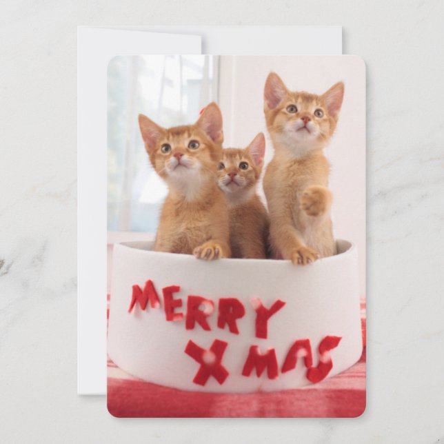 Merry Xmas Kätzchen Feiertagskarte (Vorderseite)