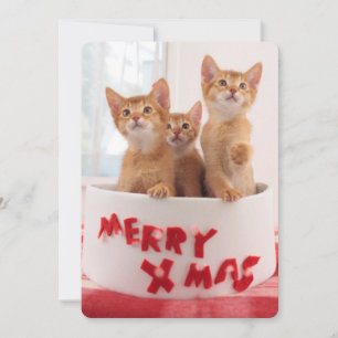 Merry Xmas Kätzchen Feiertagskarte