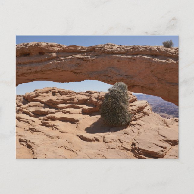 Mesa Arch and Tumbleweed in Canyonlands Postkarte (Vorderseite)